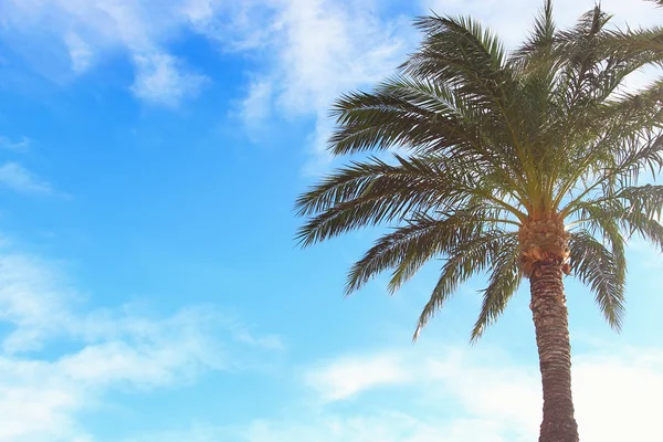 Sonniger Himmel in Palmen — Stockfoto
