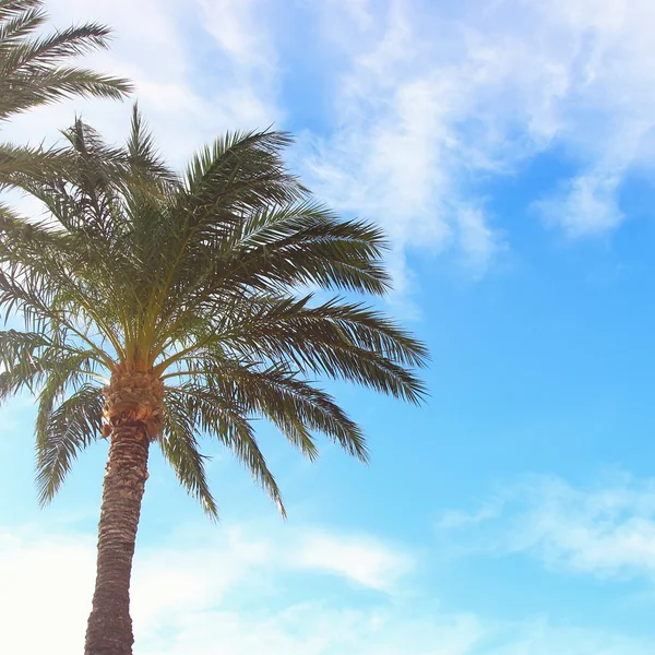 Sunny sky in palms — Stock Photo, Image