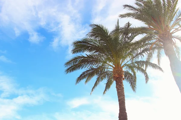 Sunny sky in palms — Stock Photo, Image