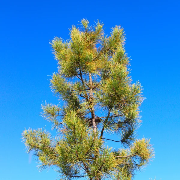 Tanne — Stockfoto