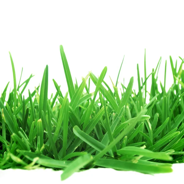 Grass — Stock Photo, Image