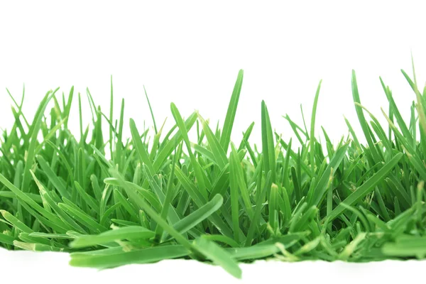 Gras — Stockfoto