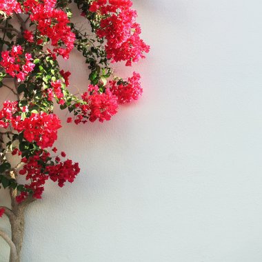 çiçekler içinde ağaç