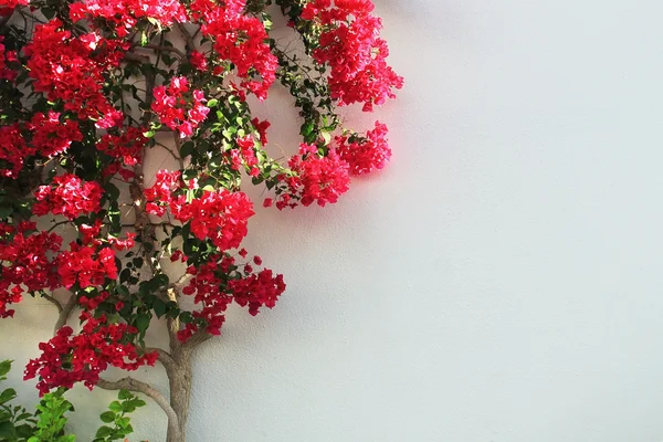 Träd i blommor — Stockfoto