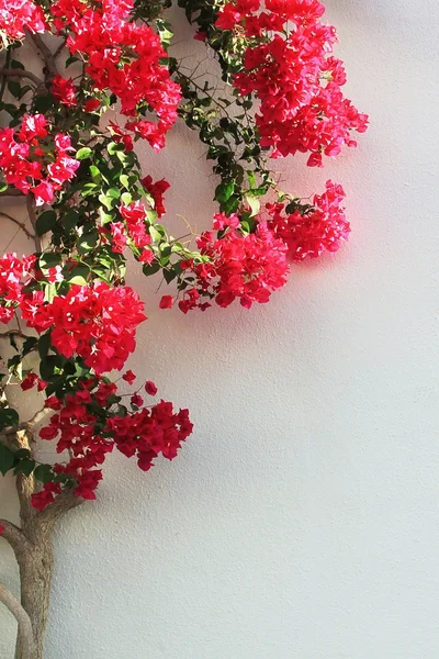 Albero in fiori — Foto Stock
