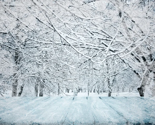 雪の冬の森 — ストック写真