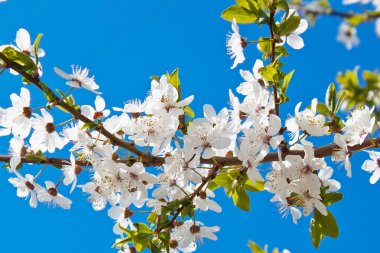 Sakura beyaz çiçekler