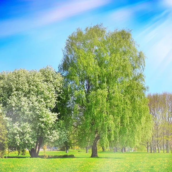 Parque da Primavera — Fotografia de Stock