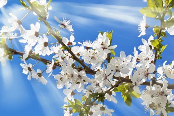 Sakura witte bloemen — Stockfoto