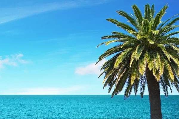 Sea view and palm — Stock Photo, Image