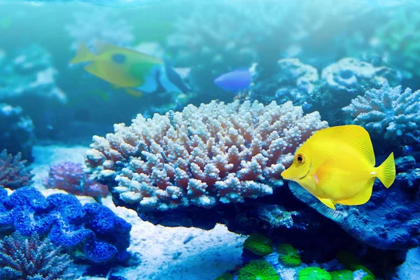 Under water life — Stock Photo, Image