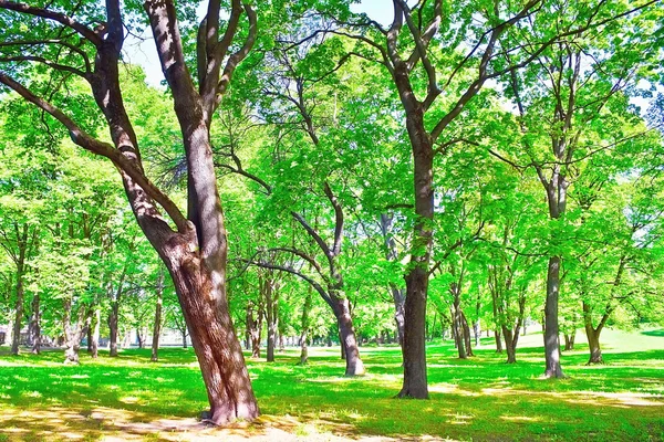 Linden och oak park — Stockfoto