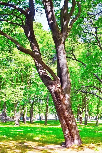 Linden and oak park — Stock Photo, Image