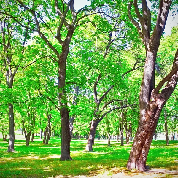 Linden and oak park — Stock Photo, Image