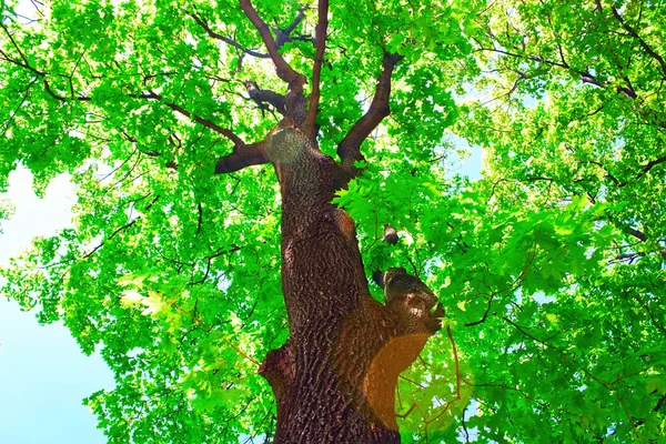 Mapple ağaç — Stok fotoğraf