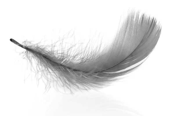 Grey feather — Stock Photo, Image