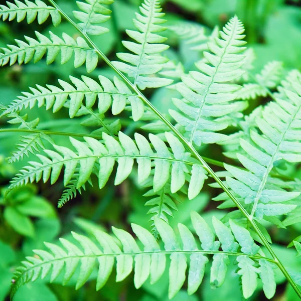 Bella pianta di felce — Foto Stock