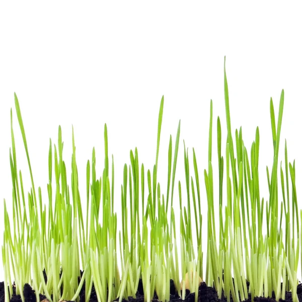 Kiełki trawy — Zdjęcie stockowe