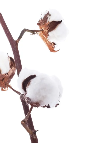 Branch of the cotton — Stock Photo, Image