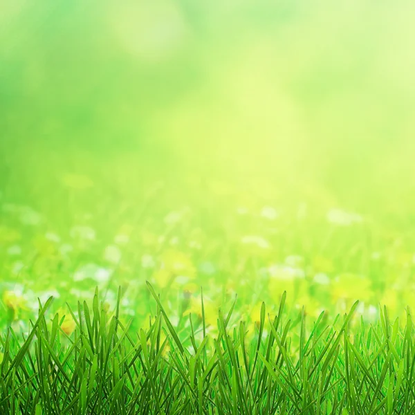 Campo de primavera e borboleta — Fotografia de Stock