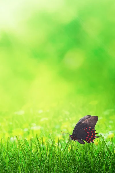 Campo de primavera e borboleta — Fotografia de Stock