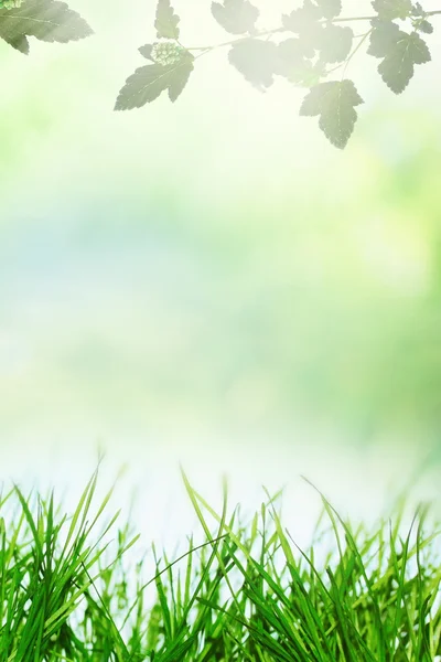 Campo soleado de primavera — Foto de Stock