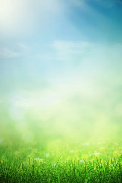 Spring sunny field — Stock Photo, Image