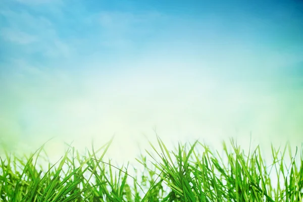 Spring sunny field — Stock Photo, Image