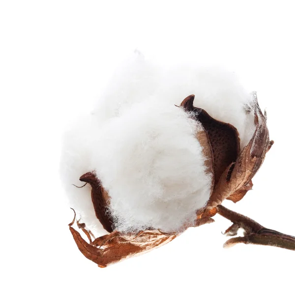 Boll de algodón aislado — Foto de Stock