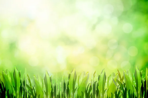 Park nature with grass — Stock Photo, Image
