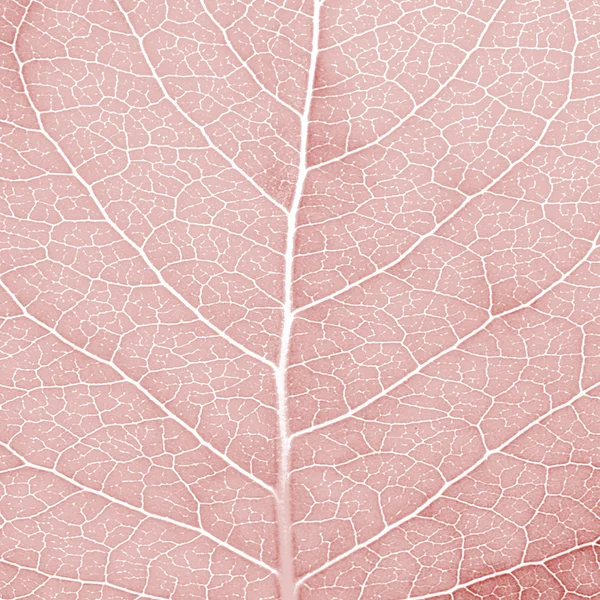 Texture fresca delle foglie — Foto Stock