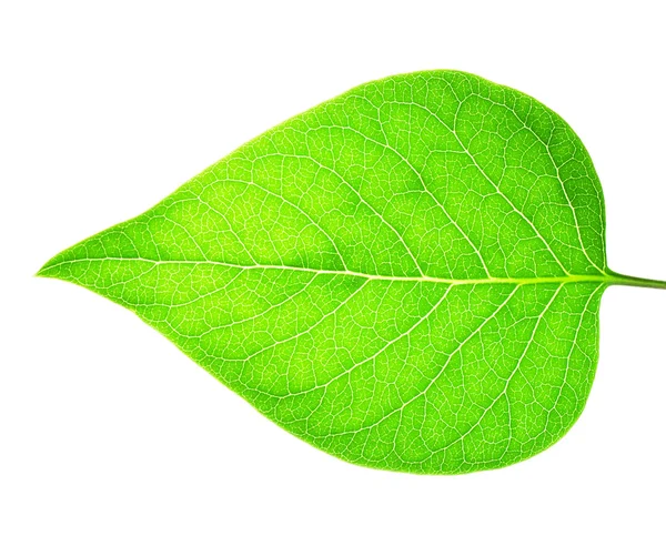 Beautiful green leaf — Stock Photo, Image