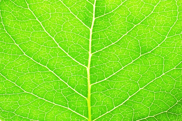 Текстура свіжого листя — стокове фото