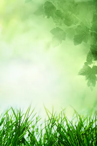 Spring sunny field — Stock Photo, Image