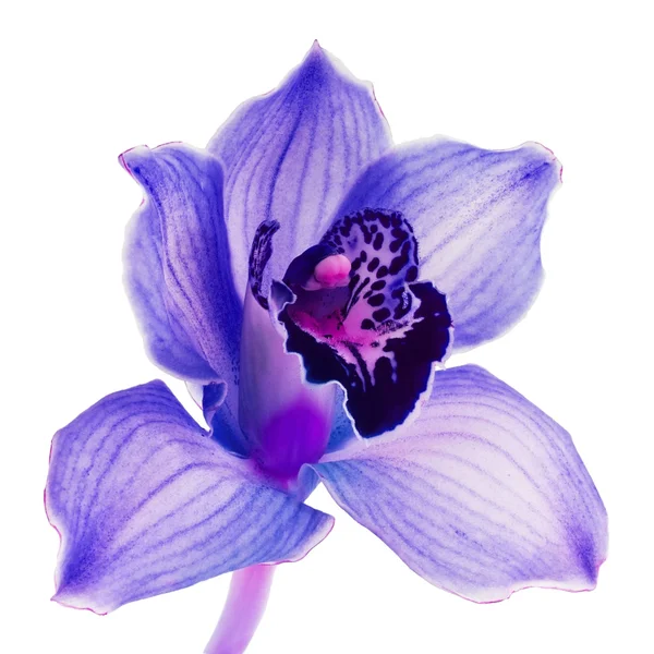 De orchidee Dendrobium — Stockfoto