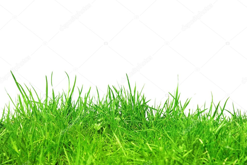 Grass in soil isolated