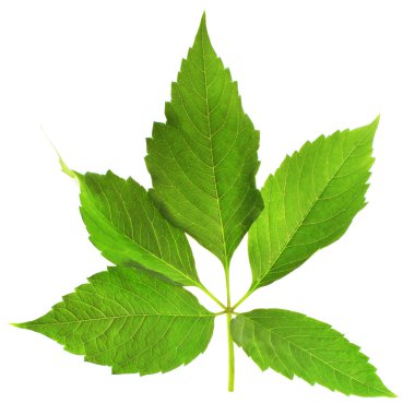 Dalın üzerinde yeşil yapraklar