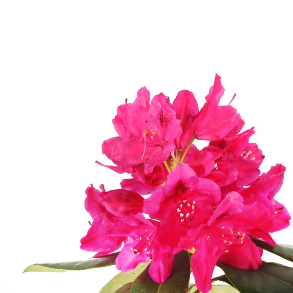 Flores de rododendro rosa — Fotografia de Stock