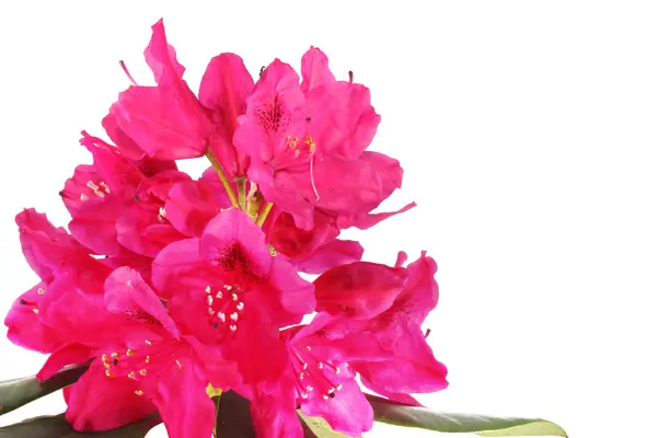 Kwiaty różowe rhogodendron — Zdjęcie stockowe