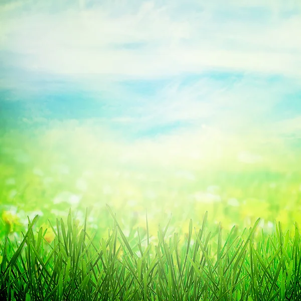 Campo de primavera y mariposa — Foto de Stock