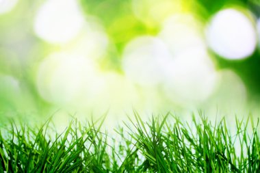 Spirng büyüyen doğa