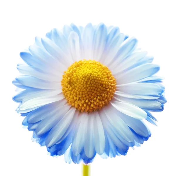 Güzel Marguerite çiçek — Stok fotoğraf