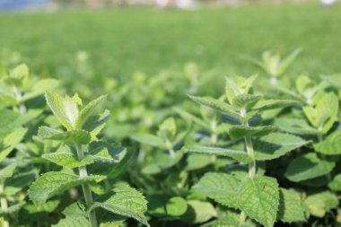 Nane ve toprak bitki