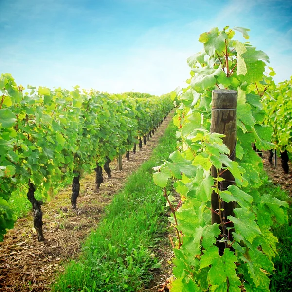 Sunny growing vineyard — Stock Photo, Image