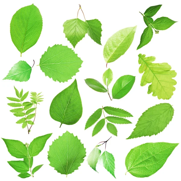 Different tree leaves — Stock Photo, Image