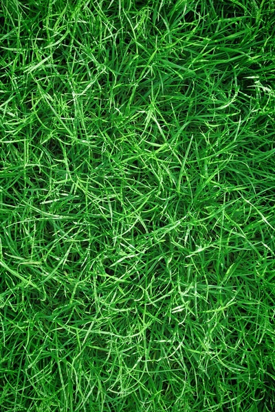 Green fresh Grass land — Stock Photo, Image