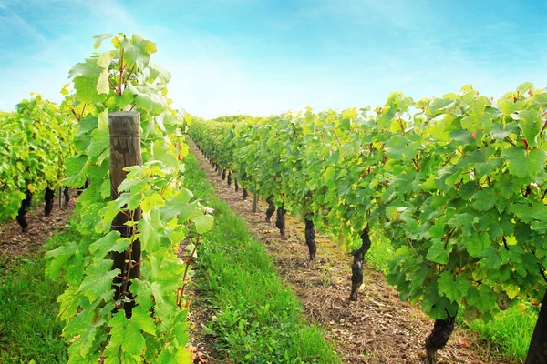 Sunny growing vineyard — Stock Photo, Image