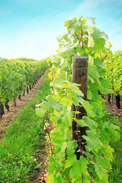 Sunny growing vineyard — Stock Photo, Image