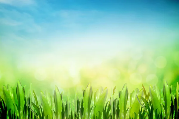 Park nature with grass — Stock Photo, Image