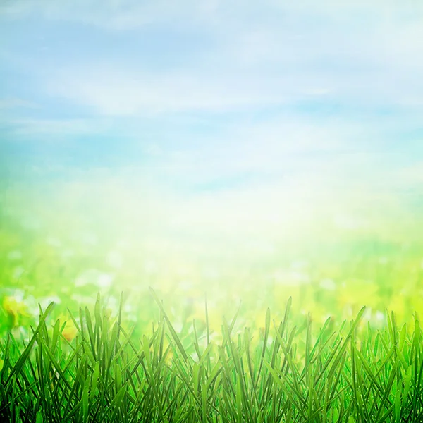 Spring field and butterfly — Stock Photo, Image